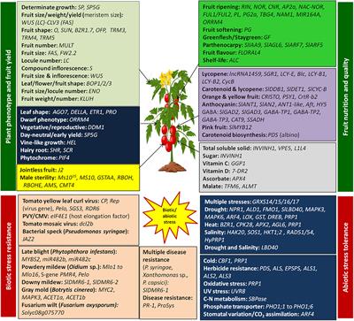 CRISPR/Cas genome editing in tomato improvement: Advances and applications